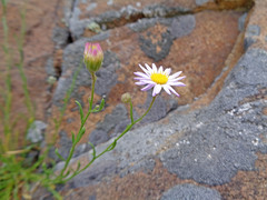 Erigeron arenarioides