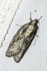 Thrincophora