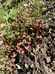 Pterostegia drymarioides