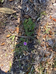 Emilia sonchifolia image