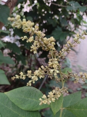 Buddleja