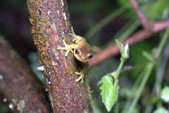 Dendropsophus carnifex
