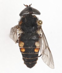Hybomitra arpadi