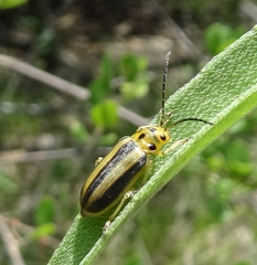 Derospidea brevicollis