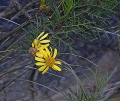 Senecio rudbeckiifolius