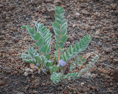 Astragalus arequipensis