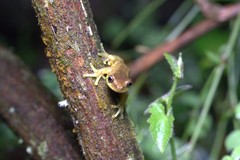 Dendropsophus carnifex