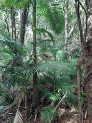 Archontophoenix alexandrae