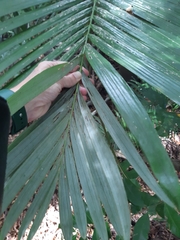 Archontophoenix alexandrae