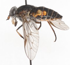 Hybomitra arpadi
