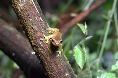 Dendropsophus carnifex