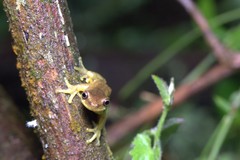 Dendropsophus carnifex