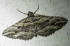 Chrysolarentia severata