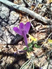 Dicliptera resupinata