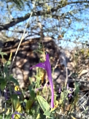 Dicliptera resupinata