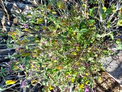 Dicliptera resupinata