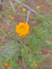 Xerochrysum viscosum