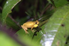 Dendropsophus carnifex