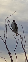 Buteo jamaicensis fuertesi