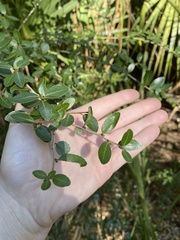 Ilex vomitoria image