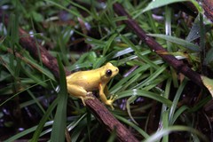 Dendropsophus carnifex
