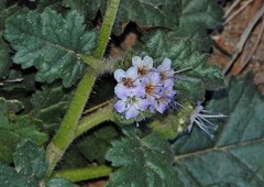 Phacelia pinnatifida