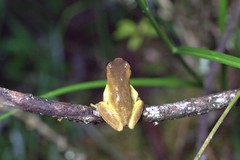 Dendropsophus carnifex