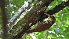 Lepidocolaptes falcinellus