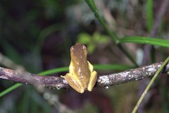 Dendropsophus carnifex