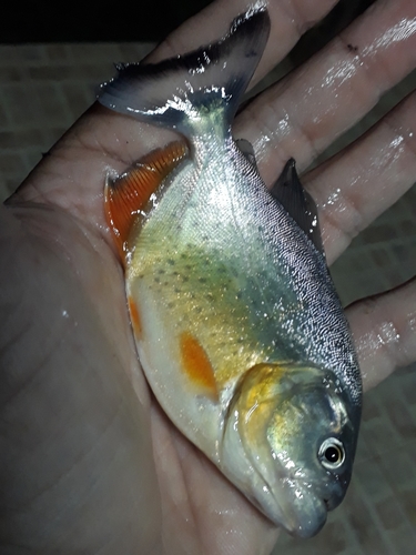 Black piranha (Pygocentrus piraya) — Serrasalmidae