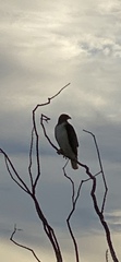 Buteo jamaicensis fuertesi