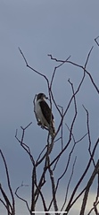 Buteo jamaicensis fuertesi