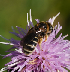 Halictus quadricinctus