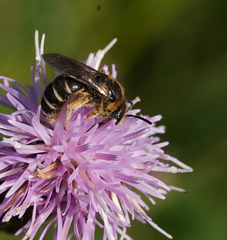 Halictus quadricinctus