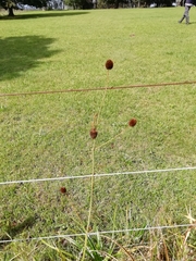 Eryngium sanguisorba