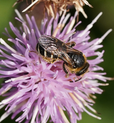 Halictus quadricinctus