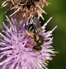 Halictus quadricinctus
