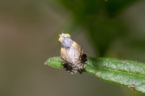Marigold Fruit Fly photo 5