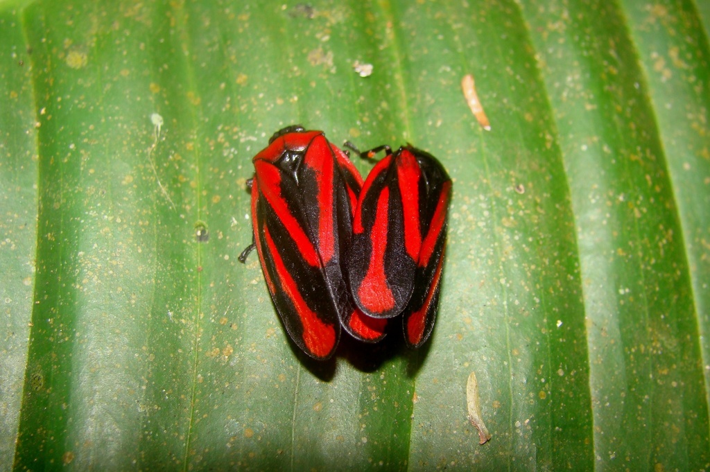 Tomaspis