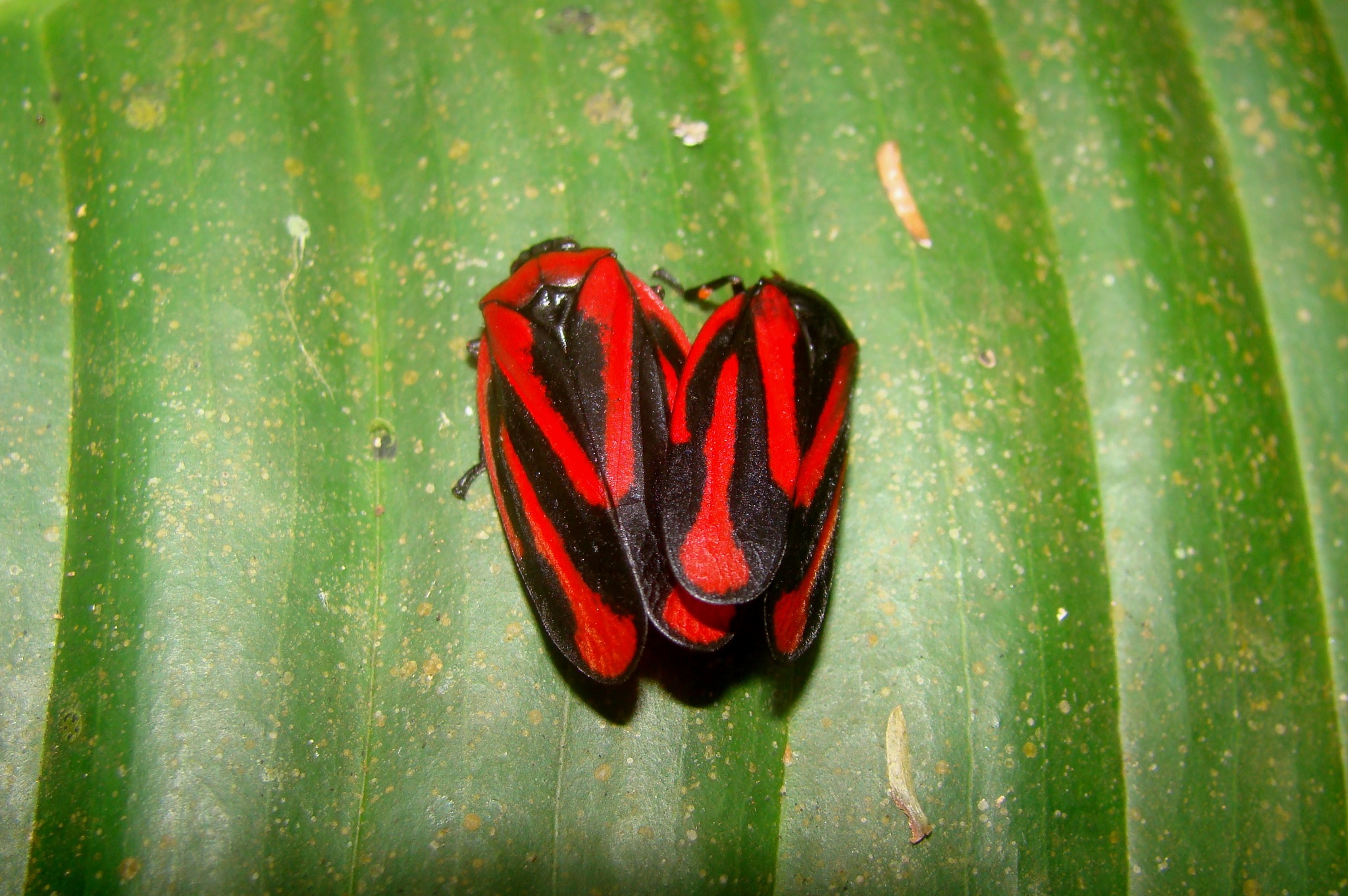 Cercopidae spittle-bugs (Hemiptera, Cicadomorpha) of Madagascar: a