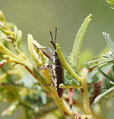 Rhinotia melanocephala