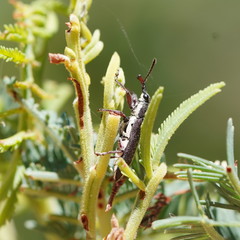 Rhinotia melanocephala