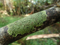 Pannaria minutiphylla