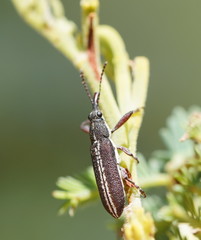 Rhinotia melanocephala