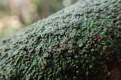 Pannaria minutiphylla