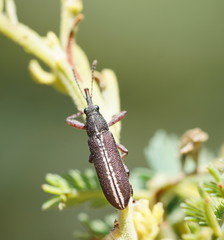 Rhinotia melanocephala