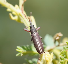 Rhinotia melanocephala