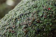 Pannaria minutiphylla