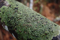 Pannaria minutiphylla