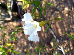Ipomoea seaania